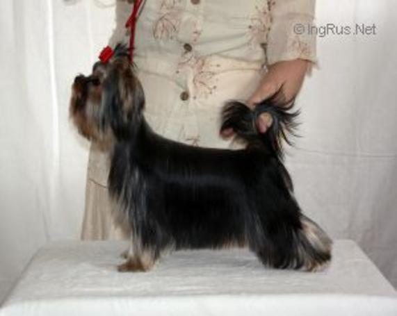  DEULBAR THE BEST IN WORLD &mdash; Labaza DogPedigree YorkshireTerrier